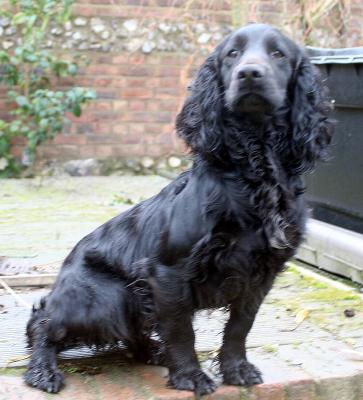 Cocker sales spaniel stud